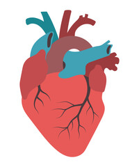 Real human heart. Colorful isolated vector illustration for medical infographic, poster, card, background