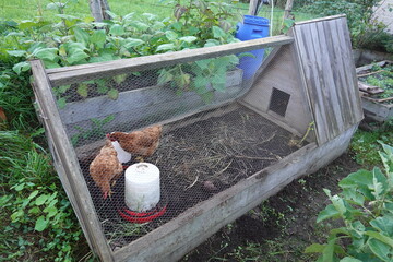 mobile chicken coop for the organic vegetable garden. chicken coop for raised wooden bench. hens help in the vegetable garden. © tonifrito