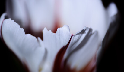Colorful petal, detail view. Super macro shot with shallow depth of field.