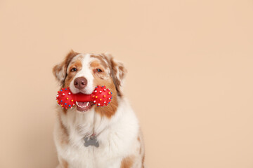 Obraz na płótnie Canvas Cute Australian Shepherd dog with toy sitting near beige wall
