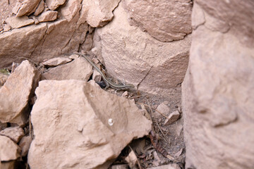 Green trees on beautiful rocks high in the mountains.
