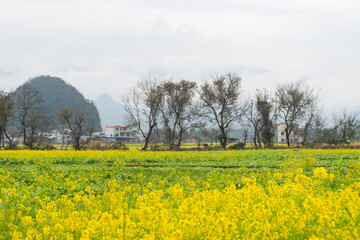 Golden Canola Fields in Guilin: A Stunning Rural Landscape