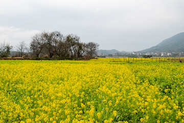 Golden Canola Fields in Guilin: A Stunning Rural Landscape