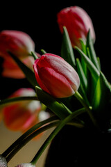 Naklejka premium red tulip on black background