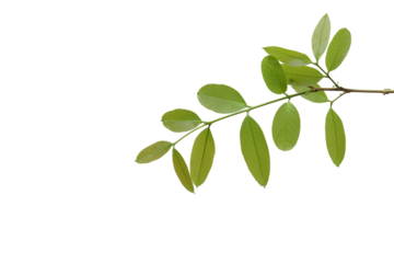 branch leaves or green leaf isolated. Tree Leaf Frame