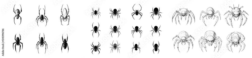 Poster spider sketches depict spiders in a vintage drawing style, showcasing poisonous arachnids and insect