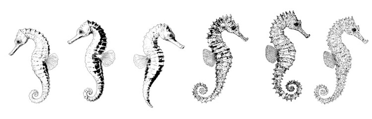 Fototapeta premium A collection of seahorse sketches has been compiled, featuring vintage tattoo drawings of ocean water underwater animals and aquatic sea nature for aquarium life and marine modern illustration