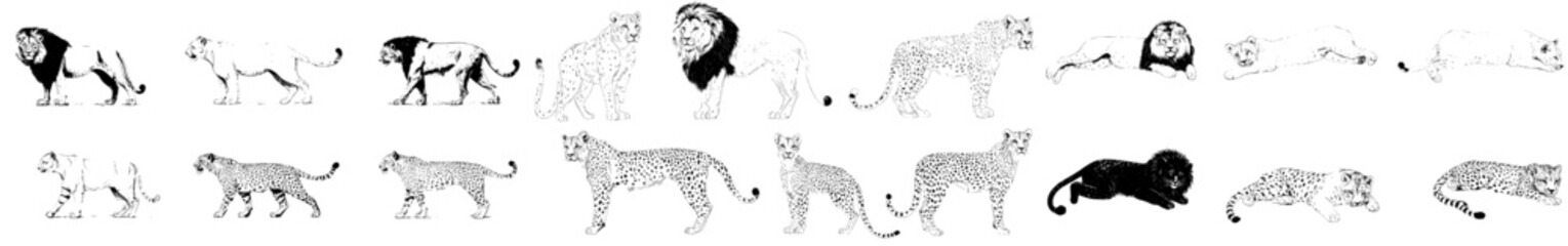 Modern illustration of wild big cats in monochrome, including lion, lynx, puma, jaguar, snow leopard, tiger, panther, and leopard, as a nature-inspired animal predator sketch