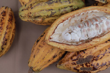 Fresh cocoa fruit with beans on table. Organic ripe yellow cocoa pod cut exposing cocoa beans.