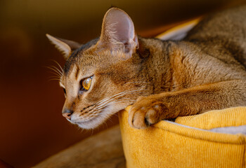 Abyssinian cat lies in a yellow lounger, her expressive golden eyes and attentive gaze create an...