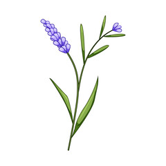 gold lavender cartoon vector illustration