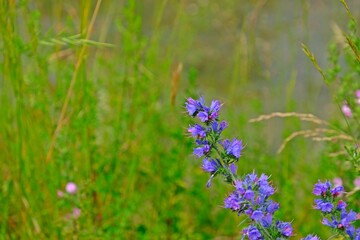 Beautiful Echium vulgare also known as viper's bugloss and blueweed in the alpine meadow.