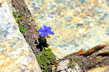 Beautiful blooming of Spring gentian (Gentiana verna ) blue flower in the alpine hiking path.
