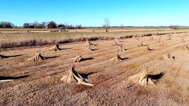 Drone view of bundles of reeds drying in the sun in the Netherlands