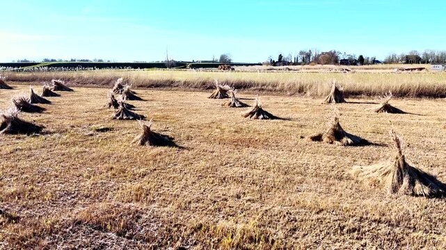 Drone view of bundles of reeds drying in the sun in the Netherlands low dolly shot