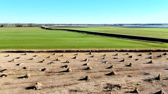 Drone view of bundles of reeds drying in the sun in the Netherlands
