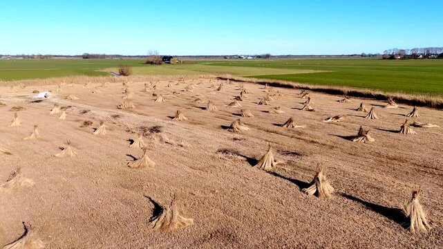 Drone view of bundles of reeds drying in the sun in the Netherlands