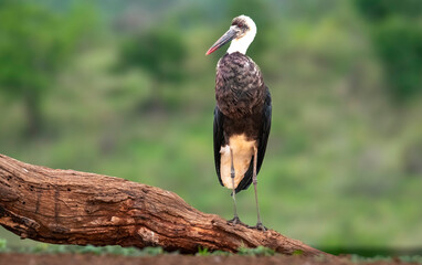 A handsome woolly-necked stork. 