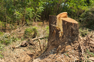 Large tree stumps were cut down to make way for construction work.