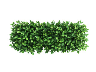 Obraz premium A vector illustration of a rectangular hedge viewed from above, isolated on a transparent background, ideal for landscaping, gardening, and nature-related designs.