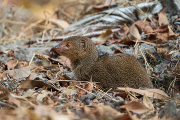 Indian Gray Mongooses (Herpestes edwardsii) in the farmland. These small, agile predators with gray fur are known for hunting snakes and are found in forests and fields.