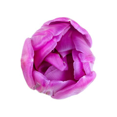 Close-up of pink tulip flower isolated on white background