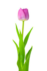 Pink tulip with green leaves isolated on white background
