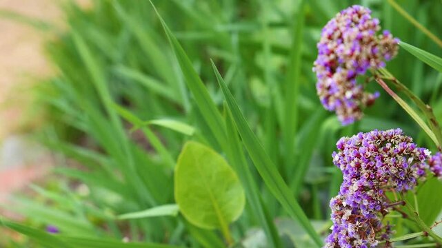 Limonium Perez Flower in Melbourne Garden
