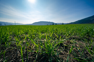 Close-up of a cultivated field with green sprouts. Cultivation in the hills. Organic farming concept