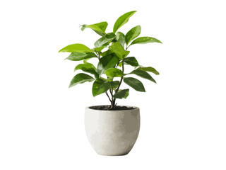 A vector illustration of a potted plant in side view, showcasing vibrant greenery and a simple, modern design, perfect for home decor or nature-related themes.