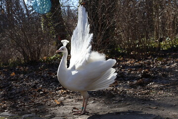 white peacock 