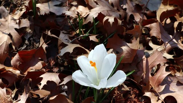 Crocus vernus, a spring flower heralding the arrival of spring, has bloomed.봄을 알리는 봄꽃인 크로쿠스베르누스꽃이 피었습니다.