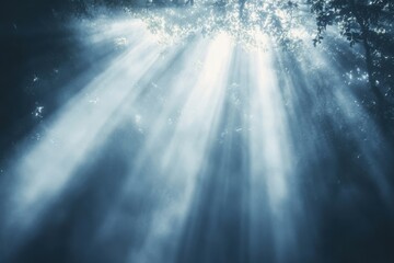 Soft rays of sunlight filtering through the trees on a serene morning in a tranquil forest