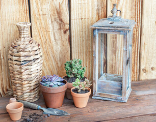 succulents plants potted on a table and against a wooden wall with home decoration objects