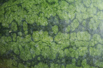Close-up of a watermelon rind showcasing its intricate green and light green marbled pattern. The organic texture and natural design make it ideal for use as a background.