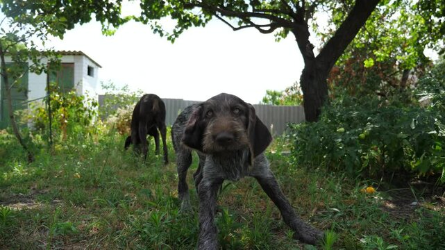 Pretty brown drahthaar puppy barks on camera at garden on summer day. Funny german wirehaired pointer dog plays with his owner on green lawn. Concept of human and animal friendship. Slow motion