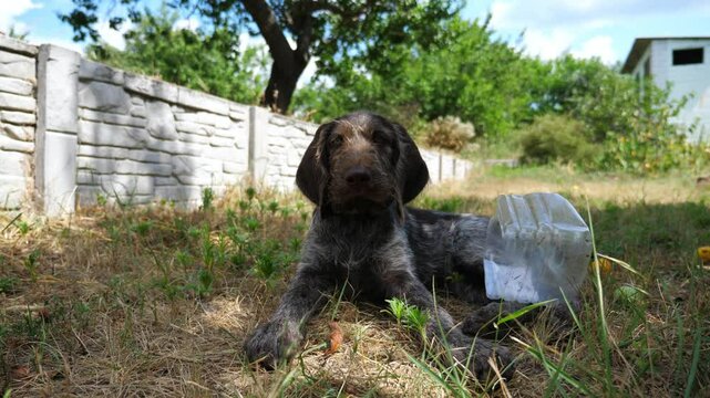 Portrait of cute brown drahthaar puppy lying on grass at garden. Pretty german wirehaired pointer dog looking into camera outdoor. Beautiful domestic doggy resting on green lawn. Slow motion