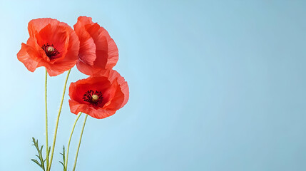 Obraz premium Three Bright Red Poppies Blooming Against Light Blue Background Showing Delicate Petals and Stalks