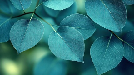 Obraz premium Serene Teal Leaves Nature Background Image
