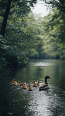 Duck family swimming in a calm river, surrounded by lush green forest.