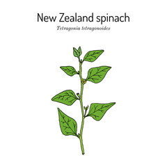 New Zealand spinach or Warrigal greens (Tetragonia tetragonioides), edible plant. Hand drawn botanical vector illustration