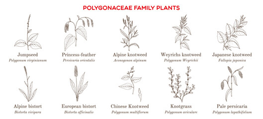 Collection of polygonaceae family plants. Hand drawn botanical vector illustration