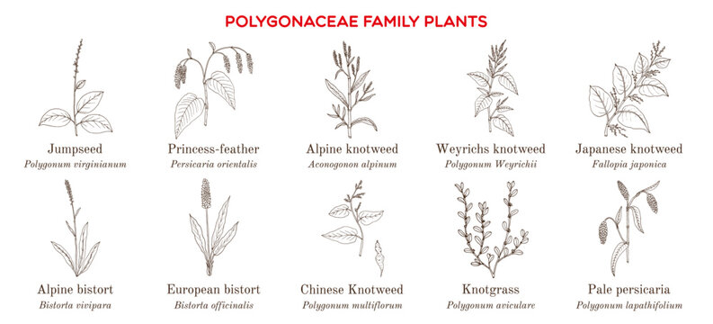Collection of polygonaceae family plants. Hand drawn botanical vector illustration