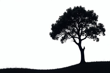 Stark black tree silhouette against pure white backdrop , oak, autumn