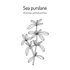 Sea purslane, or Shoreline seapurslane (Sesuvium portulacastrum), edible and medicinal plant. Hand drawn botanical vector illustration