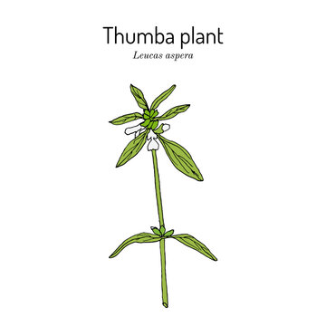 Thumba plant (Leucas aspera), medicinal plant. Hand drawn botanical vector illustration