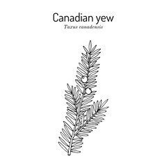 Canadian yew (Taxus canadensis), medicinal plant. Hand drawn botanical vector illustration