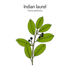 Indian Laurel (Litsea glutinosa), medicinal plant. Hand drawn botanical vector illustration