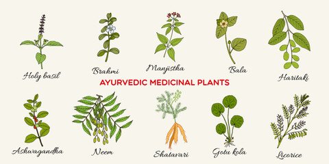 Ayurvedic medicinal plants and herbs, natural botanical set. Hand drawn vector illustration