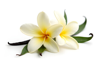 The Elegance of a Creamy White Vanilla Flower